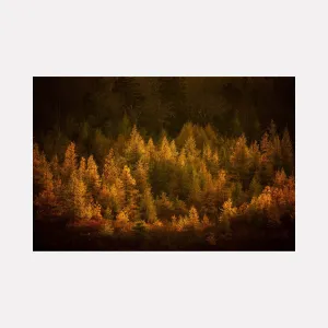 Golden Slumber